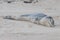 Injured or sick Leopard Seal