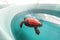 injured and sick loggerhead turtle is undergoing rehabilitation and treatment at a veterinary center in a large basin of water