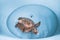 Injured and sick loggerhead turtle is undergoing rehabilitation and treatment at a veterinary center in a large basin of water