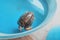 Injured and sick loggerhead turtle is undergoing rehabilitation and treatment at a veterinary center in a large basin of water