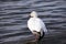 Injured snow goose standing on one foot on geotextile membrane close to the St. Lawrence River shore