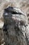 This is an injured tawnt frogmouth