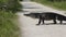 Injured after territorial fight alligator crossing a park trail