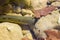 Injured trout fish is hiding under the stone in the river water