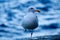 Injured Western Seagull on Catalina Island