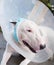 Injured White bull terrier dog