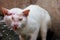 Injured white cat