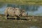 Injured wild rhino walking in swamps after a fight