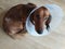 Injured young dachshund with scar on body and white collar after fight with other dog