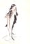 Ink brush painting of leaping carp , jumping fish outside water