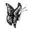 Ink butterfly hand drawing, doodle insect sketch, monochrome, print, tattoo. Painted in black inky graphic butterfly with closed