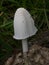 Ink cap mushroom (Coprinus) growing on dung