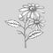 Ink chamomile herbal illustration. Hand drawn botanical sketch style. Absolutely vector