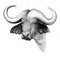 Ink drawing water buffalo head