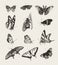 Ink drawn butterflies
