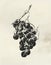 Ink drawn single grape vine