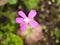 ink flower succulent plant Pinguicula moranensis ,Tina, grandiflora ,Mexican Butterworts Carnivorous