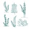 ink hand drawn seaweed collection. various underwater sea plants and algae. Vintage collection of vector engraved marine plants