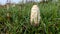 Ink scaly mushroom Coprinus comatus grows in green wet grass on a field in autumn.