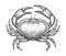 Ink sketch of edible crab