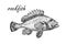 Ink sketch of rockfish. Hand drawn of redfish isolated on white background. Retro style.