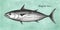 Ink sketch of skipjack tuna.