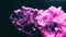 Ink splash color smoke purple pink fume dust dust