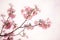 Ink trumpet tree flowers blooming, Tabebuia rosea