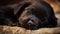 Ink Velvet: A Serene Portrait of a Sleeping Black Puppy