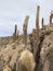 Inkawasi Island in Uyuni. Bolivia, south America.