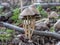 Inky cap mushroom cluster on forest floor