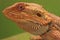 Inland Bearded Dragon