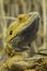 Inland Bearded Dragon Close-up