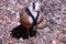 Inland dotterel on the ground