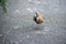 The inland dotterel is looking for food left on the path