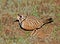 Inland Dotterel, Peltohyas australis