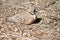 The inland dotterel is resting on twigs and leaves