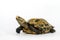 Inland turtles in Asia are called & x22;Impressed tortoise, Manouria impressa & x22;  on white background