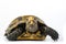 Inland turtles in Asia are called & x22;Impressed tortoise, Manouria impressa & x22;  on white background