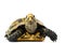 Inland turtles in Asia are called & x22;Impressed tortoise, Manouria impressa & x22;  on white background