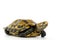 Inland turtles in Asia are called & x22;Impressed tortoise, Manouria impressa & x22;  on white background