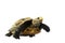 Inland turtles in Asia are called & x22;Impressed tortoise, Manouria impressa & x22;  on white background