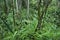 Inland view of dense tropical forest with tree trunks and foliage in southern Brazil