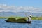 Inle local Myanmar lady collecting green weed on boat.