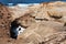 Inlet sea cliffs at Cape Kiwanda