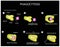 Innate immunity. Adaptive specific . Phagocytosis. Infographics. vector