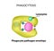 Innate immunity. Adaptive specific . Phagocytosis. Infographics. vector illustration