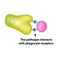 Innate immunity. Adaptive specific . Phagocytosis. Infographics. vector illustration