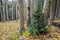 The Inner Basin Trail in Northern Arizona.