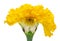 Inner cut of summer fresh decorative yellow marigold flowe